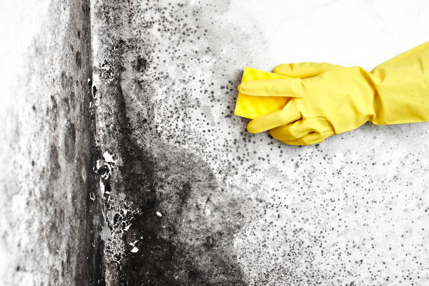 Reliable East Spencer, NC Mold Remediation Solutions