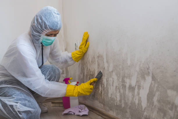Best Black Mold Remediation in East Speer, NC