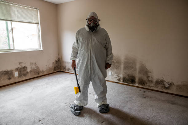 Best White Mold Remediation in East Speer, NC